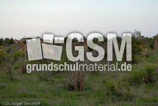 Giraffe (17 von 94).jpg